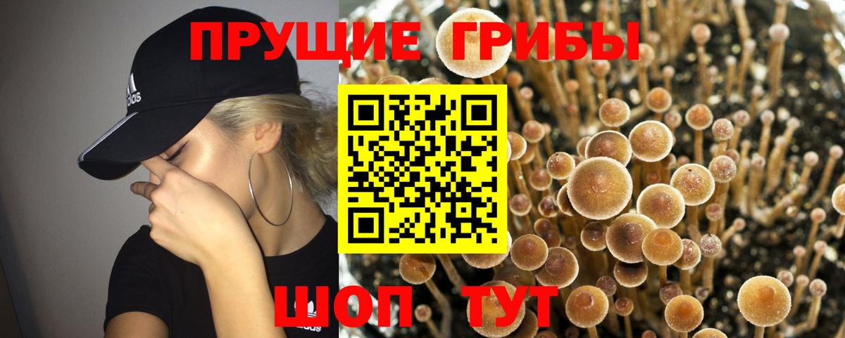 Галлюциногенные грибы Cubensis Прохладный